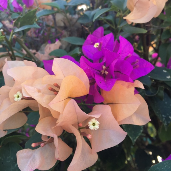 Meet your Posher, Theresa - Picture 1 of 1